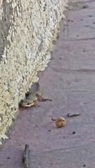 Homonota borellii