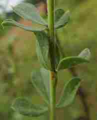 Psoralea spicata