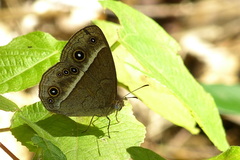 Mycalesis madjicosa
