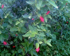 Malvaviscus penduliflorus