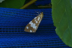 Utetheisa okinawensis