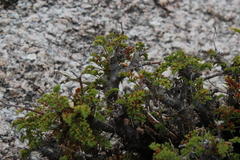 Pelargonium dasyphyllum