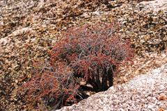 Pelargonium dasyphyllum