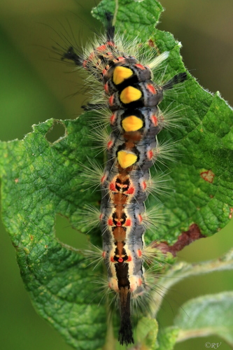 Rusty Tussock Moth