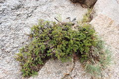 Pelargonium dasyphyllum