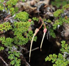 Pelargonium dasyphyllum