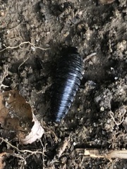 Necrophila americana
