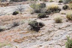 Pelargonium dasyphyllum