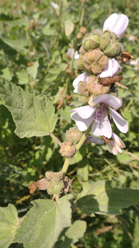 marsh mallow