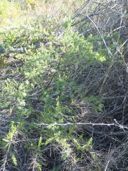 Asparagus rubicundus