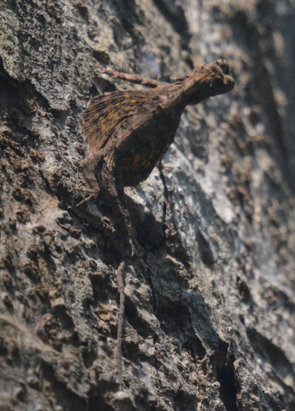 Spotted Flying Dragon