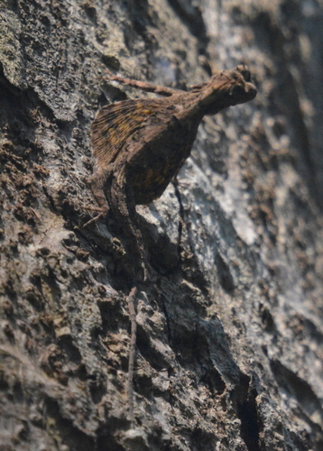 Spotted Flying Dragon, Draco maculatus