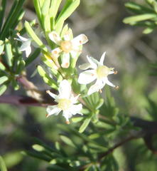Asparagus rubicundus