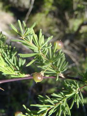 Asparagus rubicundus