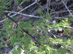 Asparagus rubicundus