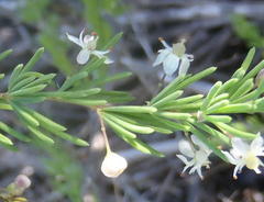 Asparagus rubicundus