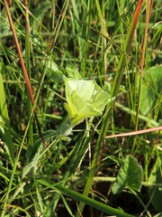 Convolvulus natalensis