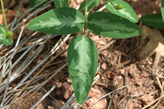 Desmodium batocaulon