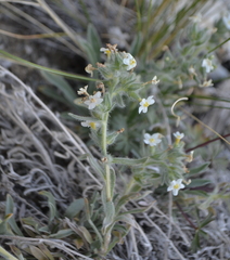 Oreocarya flavoculata