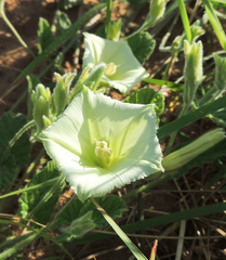 Convolvulus natalensis
