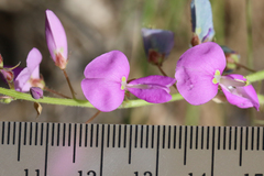 Desmodium batocaulon
