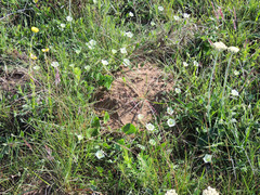 Convolvulus natalensis