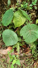 Macaranga peltata