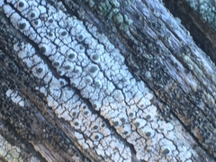 Pseudothelomma occidentale