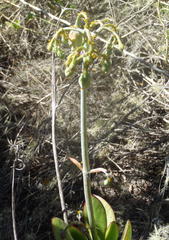 Cotyledon orbiculata orbiculata