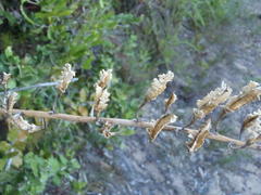 Gasteria acinacifolia
