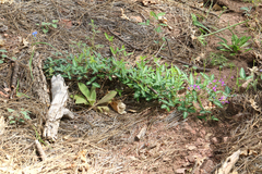 Desmodium batocaulon