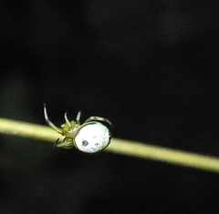 Bijoaraneus