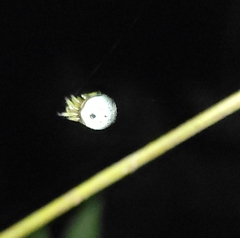 Bijoaraneus