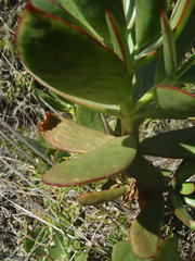 Cotyledon orbiculata orbiculata