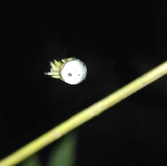 Bijoaraneus