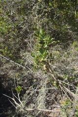 Cotyledon orbiculata orbiculata