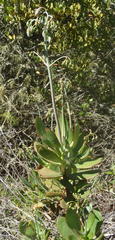 Cotyledon orbiculata orbiculata