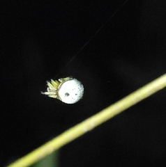 Bijoaraneus