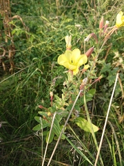 Oenothera pycnocarpa