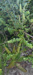 Gasteria acinacifolia