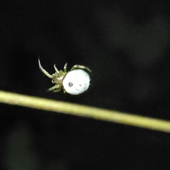 Bijoaraneus