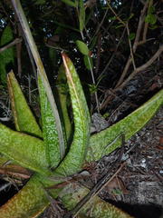 Gasteria acinacifolia