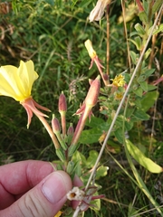 Oenothera pycnocarpa
