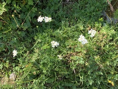 Achillea erba-rotta