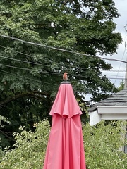 Haemorhous purpureus californicus