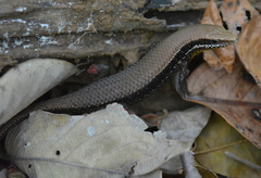 Eutropis macularia