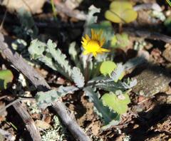 Othonna auriculifolia