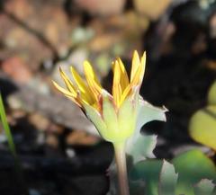 Othonna auriculifolia