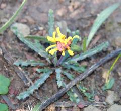 Othonna auriculifolia