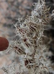 Codon royenii